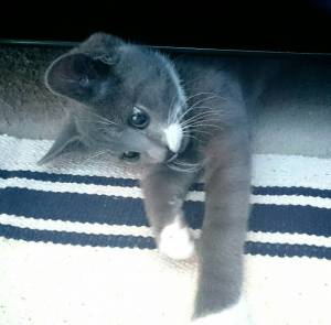 Emi's cat, Peeko. Isn't he ADORABLE?!